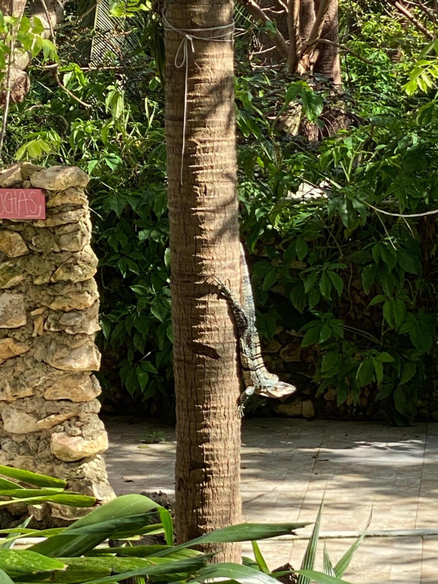 San Andrés Casona La Carolinaヴィラ エクステリア 写真