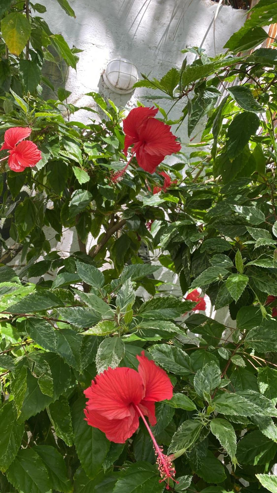 San Andrés Casona La Carolinaヴィラ エクステリア 写真